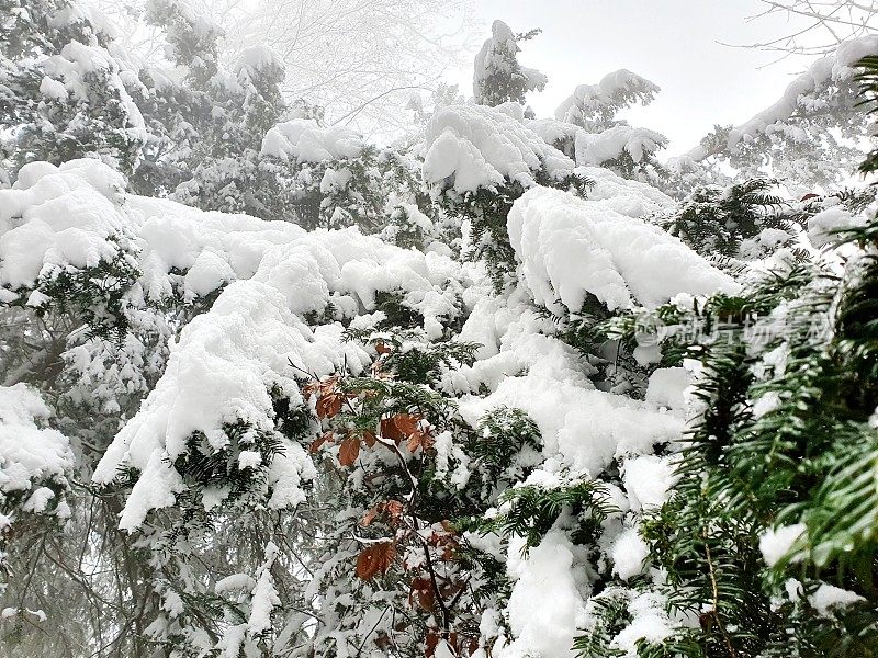 白雪覆盖的紫杉树枝