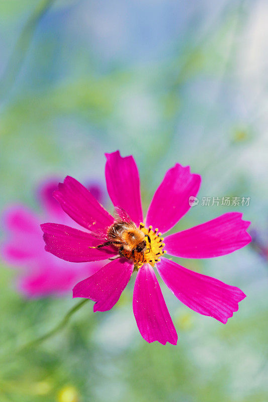 大黄蜂在宇宙花上