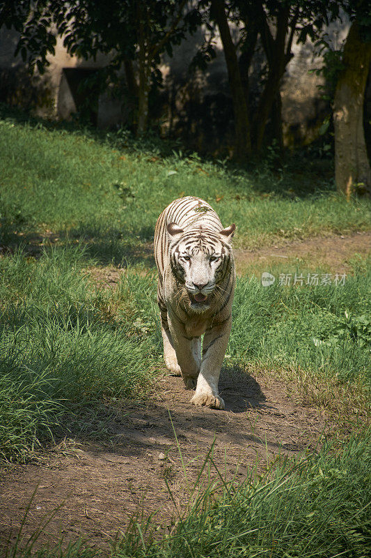 这是一只成年白虎的特写镜头，一种极度濒危的动物
