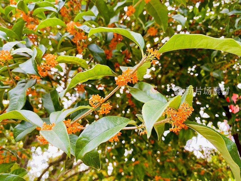 美丽的桂花在江苏，中国