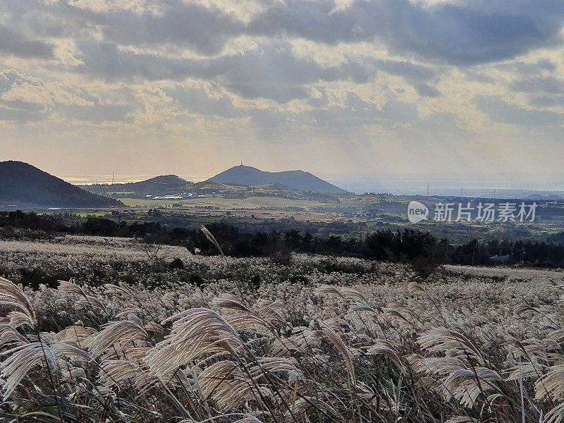 韩国济州岛的秋季景观