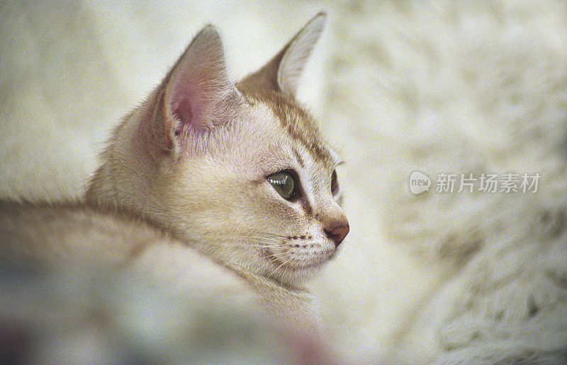缅甸小猫肖像室内