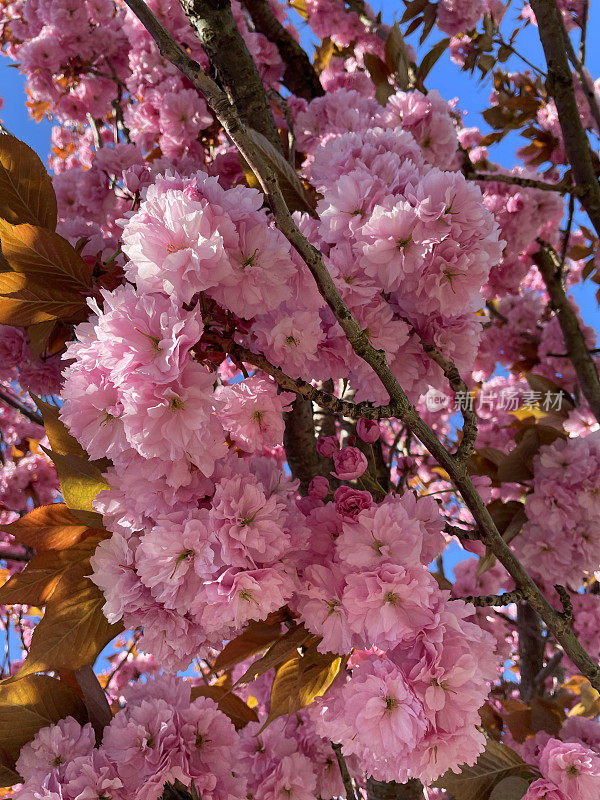 完整的框架图像载满樱桃(prunus)树枝满粉红色的春天开花