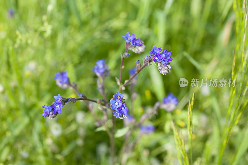 山茱萸属的一种花。