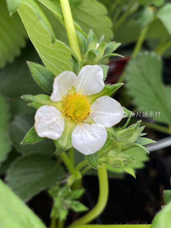 全框图像的草莓植物与白色的花和绿色的叶子种植在塑料花盆，重点前景