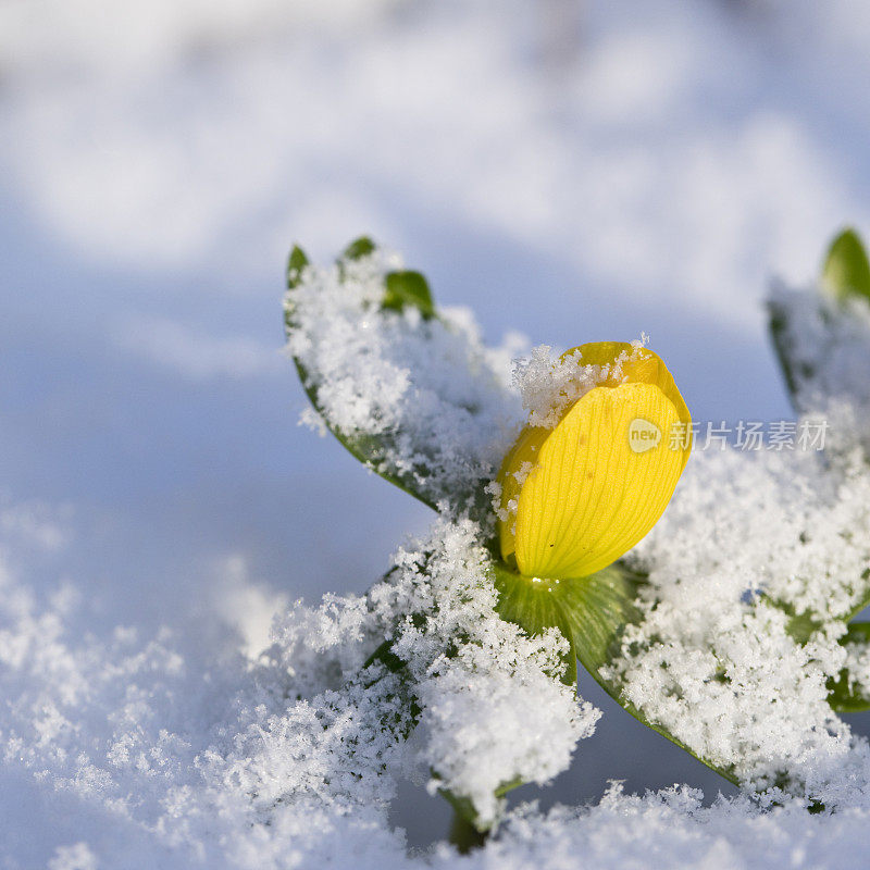 冬附子在花在花园里的雪