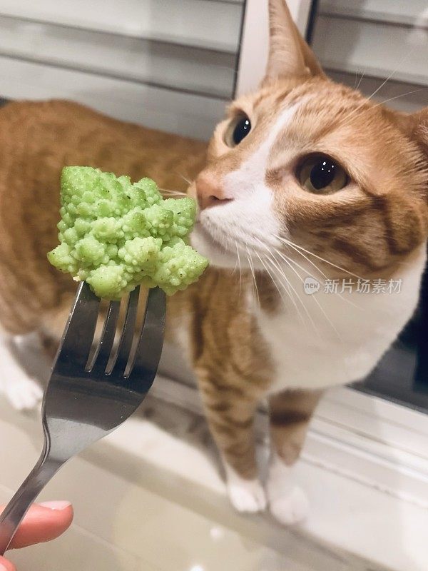 猫和罗马卷心菜