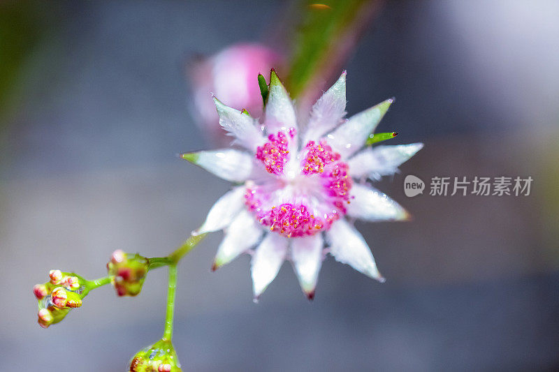 美丽和罕见的本地粉红色法兰绒花，背景与复制空间