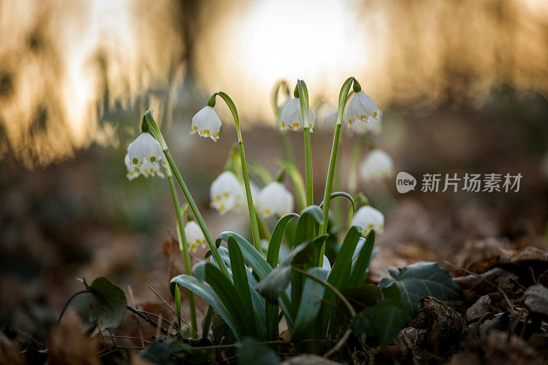 春天的雪花花