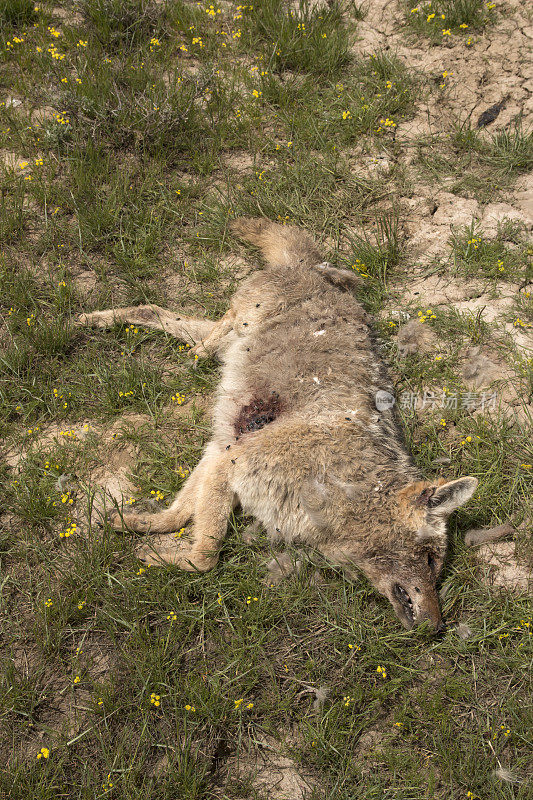 一只土狼在科罗拉多州海登农场西北部被射杀