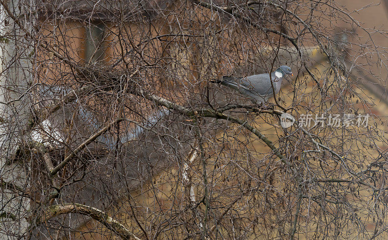 林鸽在春天的一株白桦树旁残存着去年的巢。