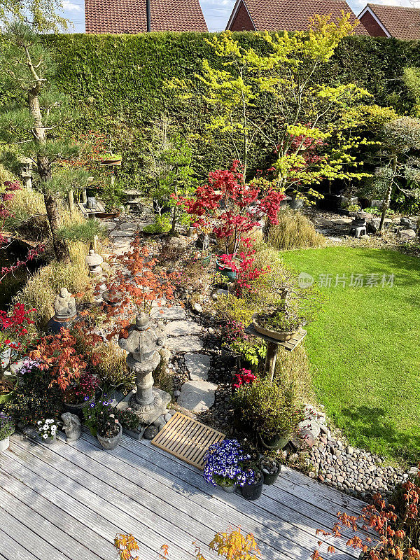 夏日阳光明媚的后花园，踏脚石小路，盆景树日本枫树展示，东方禅宗植物和修剪整齐的草坪，高架的视野