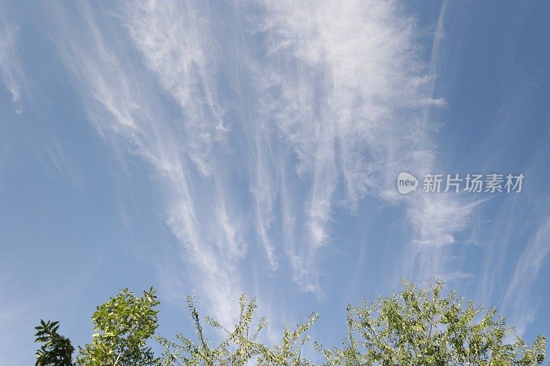 加拿大温哥华树上的夏日云朵