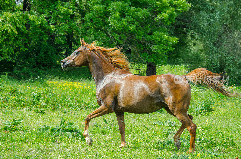 阿拉伯马-在草地上小跑的母马