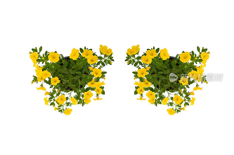 鲜艳的黄色，鲜艳的矮牵牛花和白色的桔梗花在绿色的叶子上生长和盛开在白色的背景和修剪路径形成的眼镜，俯视图。