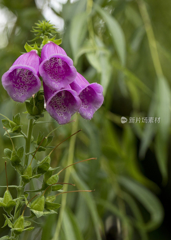 毛地黄，在花园里的花