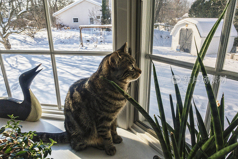宠物猫坐在窗台上向外看