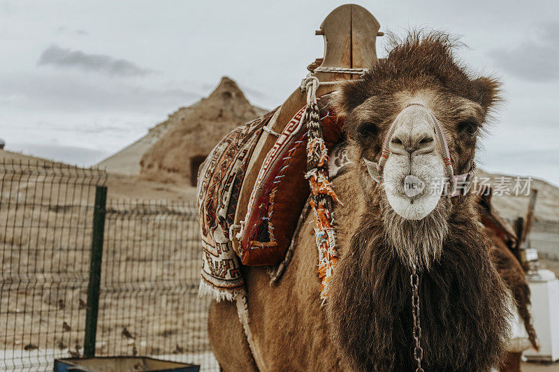 传统服装骆驼