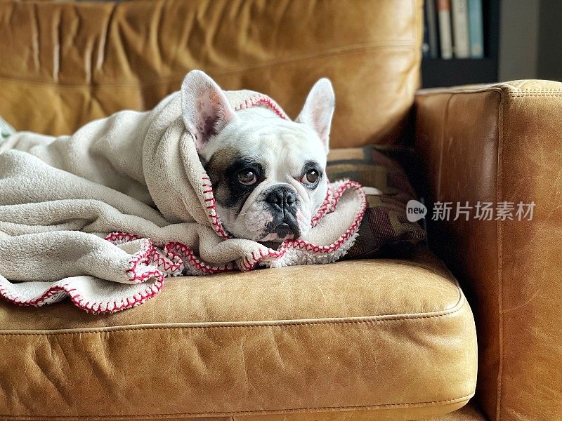 法国斗牛犬裹在毯子里，坐在皮沙发上看电视