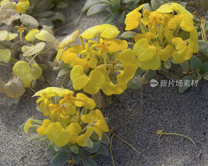 三种生长在智利干旱海岸线的地方性蒙蒂亚纳克克山雀标本