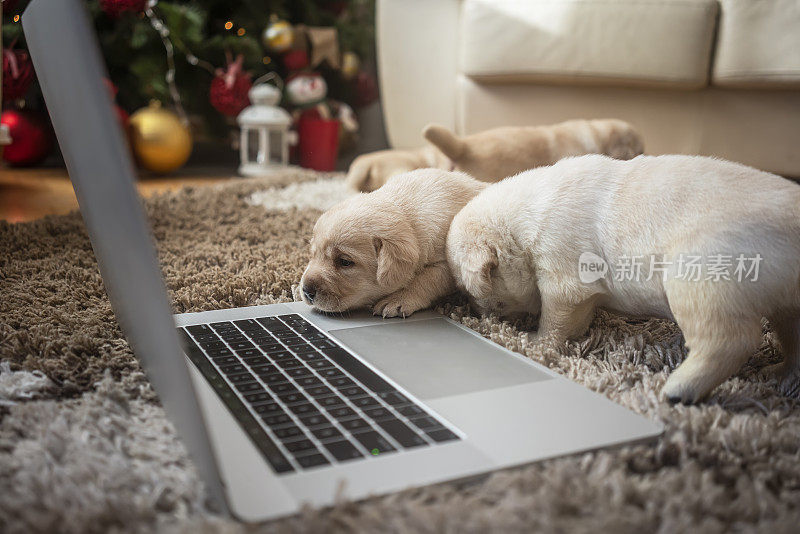 小狗在家里和电脑一起过圣诞节