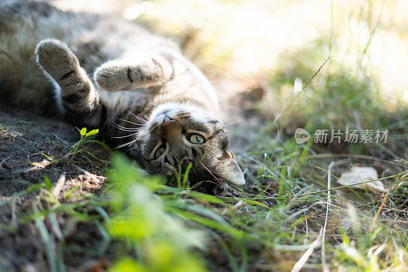 猫在阳光下放松