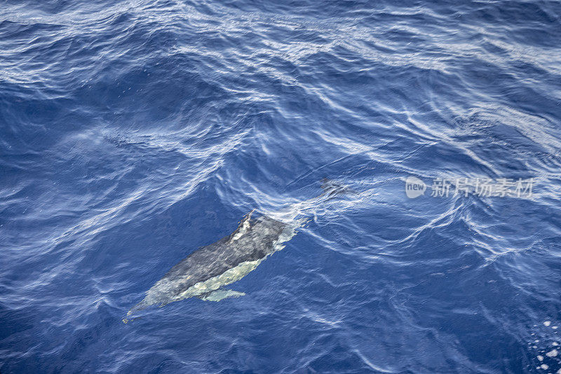从观鲸船上看到的普通海豚