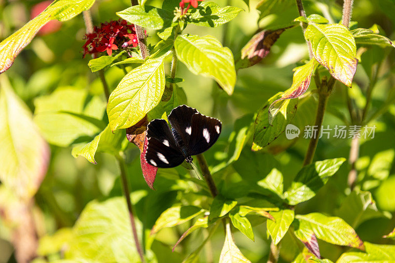 变种卵蝶(雄)又名蓝月蝶