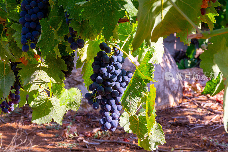 在意大利拉齐奥特拉奇纳附近的坎波索里亚诺葡萄园，一串串的梅洛葡萄正在成熟