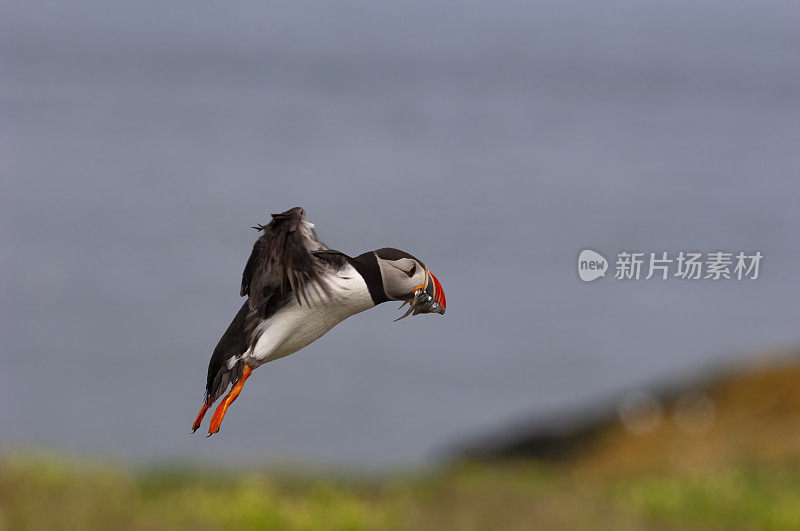 海雀飞行(北极兄弟会)