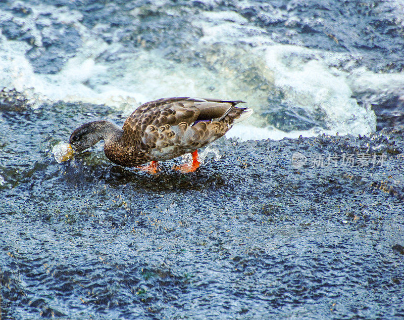 鸭子在河里觅食