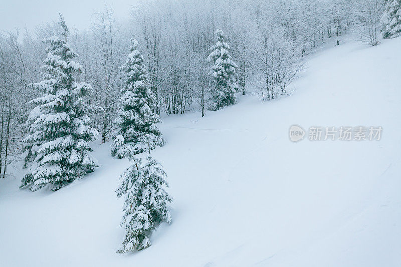 冬天的风景在雾与雪和树枝覆盖着白霜和冰冻的雪。高质量的照片