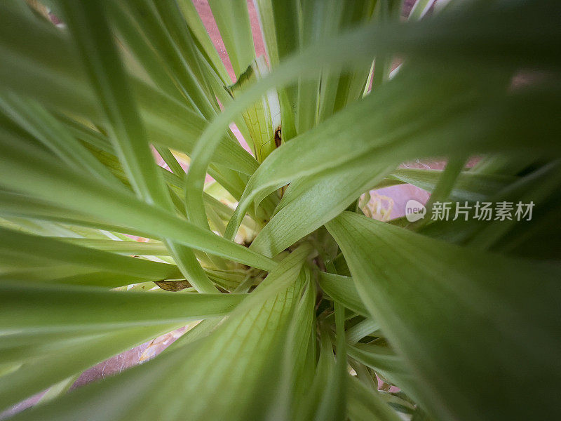 一个温室植物的微距镜头。