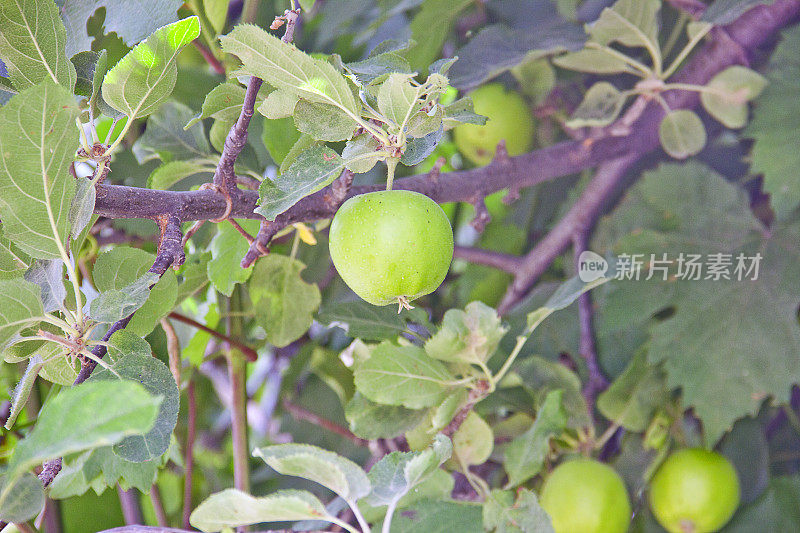 果园里成熟的青苹果