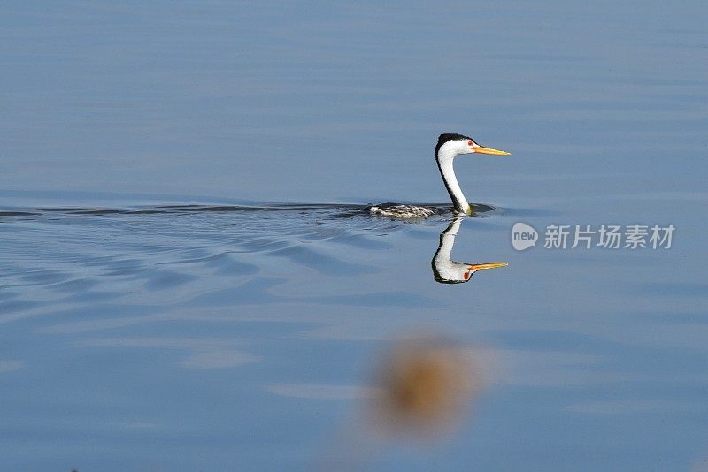 克拉克的水鸟游泳