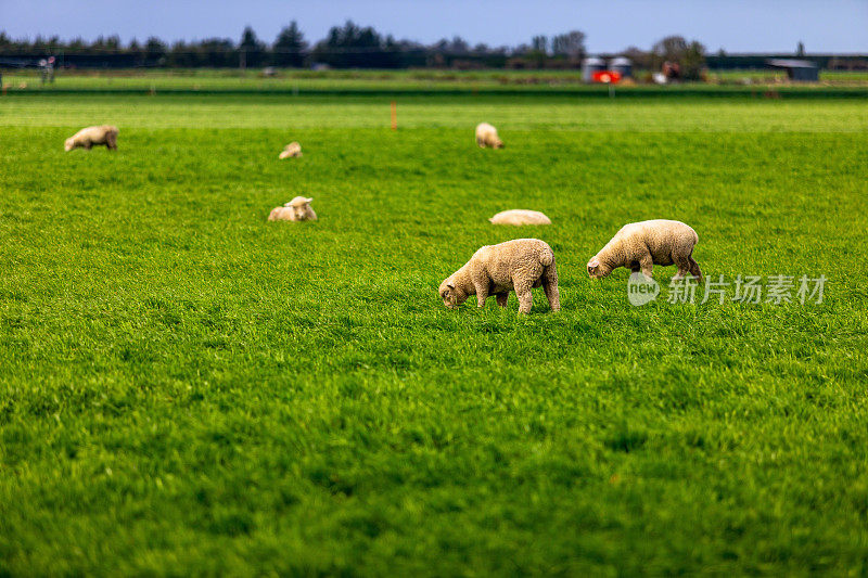 农场上的羊羔，新西兰奥特亚罗，春天