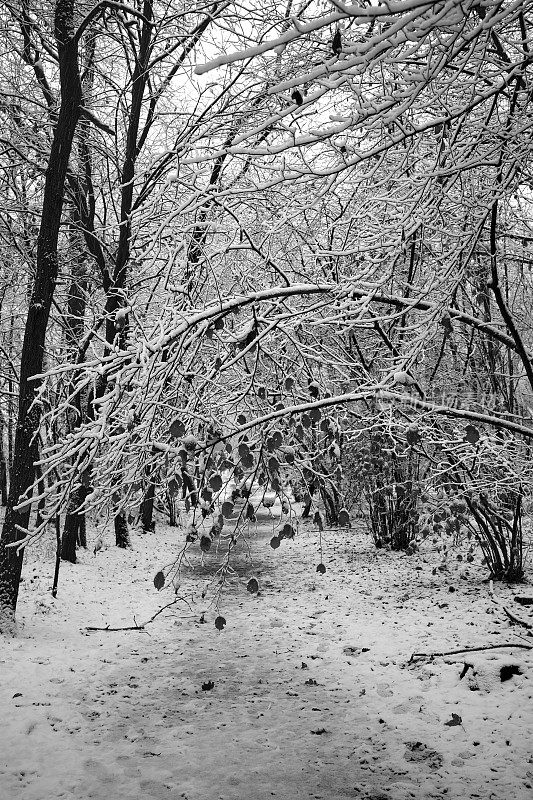 公园在冬天下雪