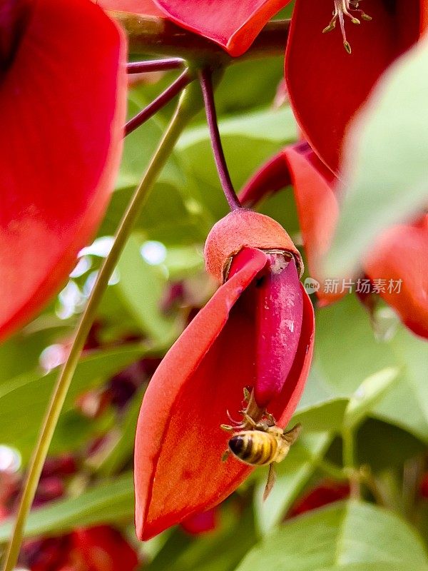 开花凤头菊珊瑚树，有蜜蜂