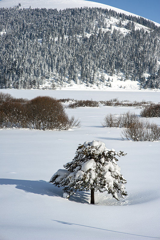 阿班特湖自然公园的冰冻湖和雪杉树