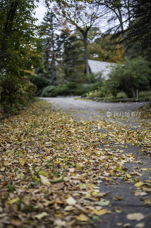 秋天的树叶在街上