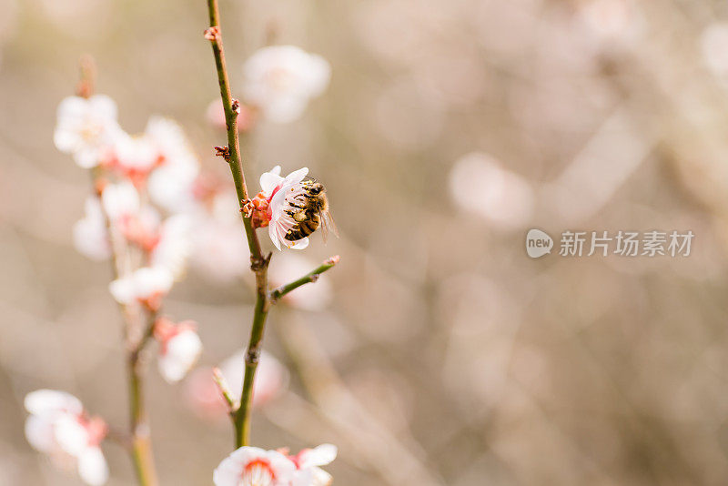 梅花上的蜜蜂