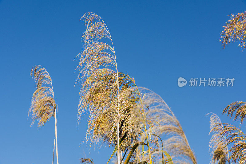 潘帕斯草原植物