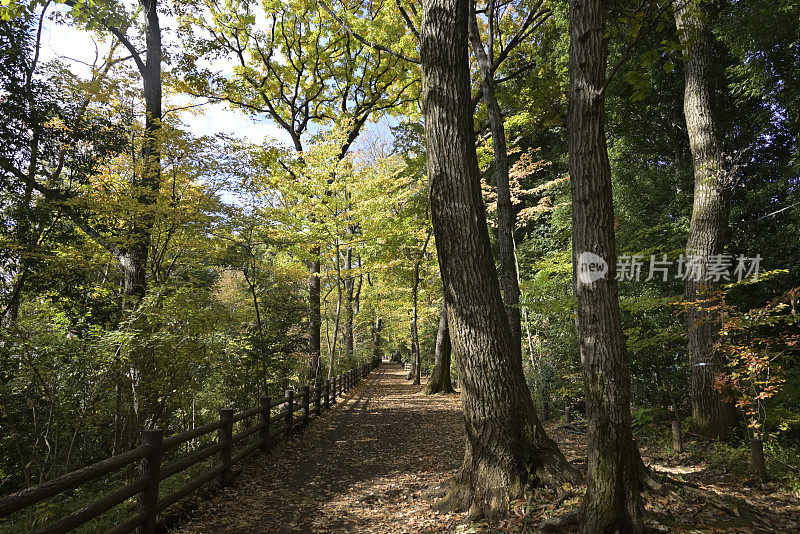 秋色美丽的树叶，Tamagawajosui，日本东京(2021年11月)