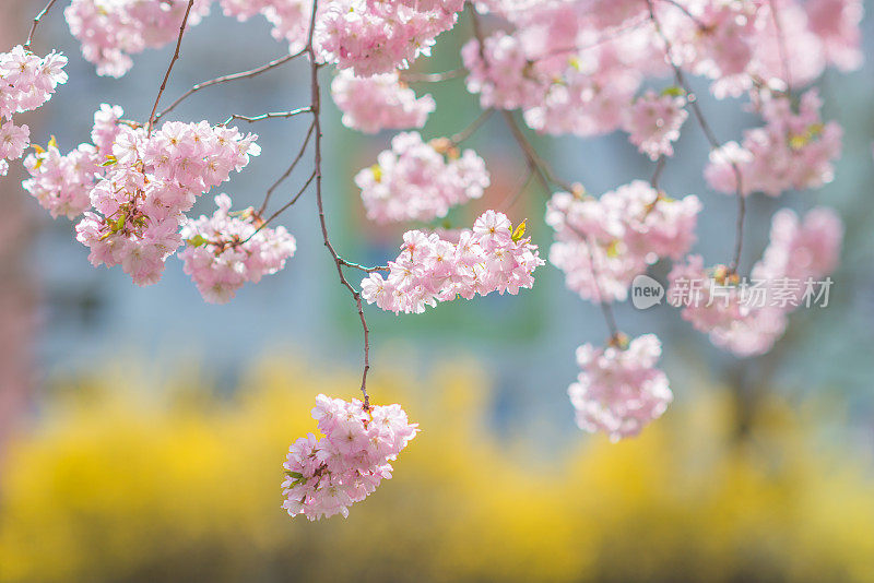 粉红色的日本樱花在春天的阳光下绽放