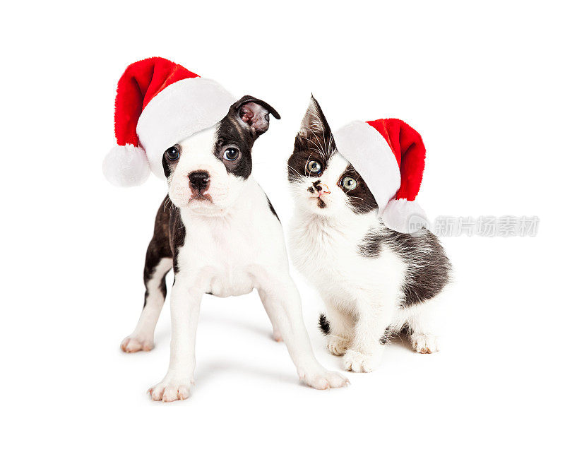 圣诞黑白小狗和小猫