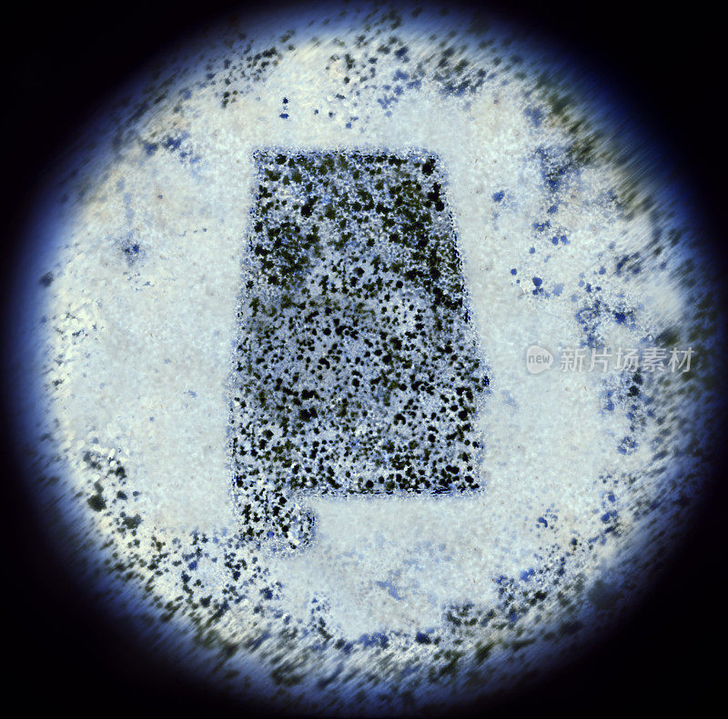 通过显微镜观察亚拉巴马形的细菌(系列)