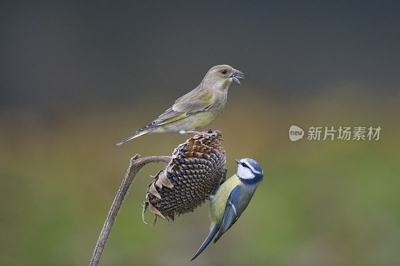 蓝山雀和绿雀