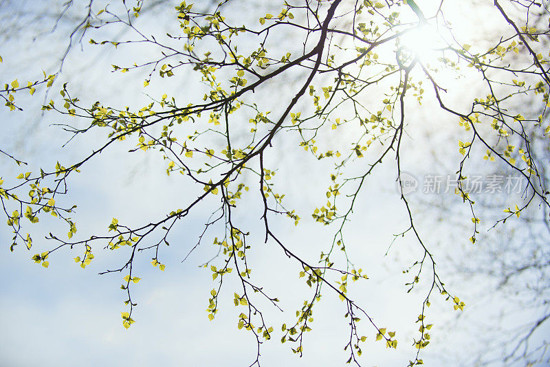 春天的桦树长着绿色的叶子