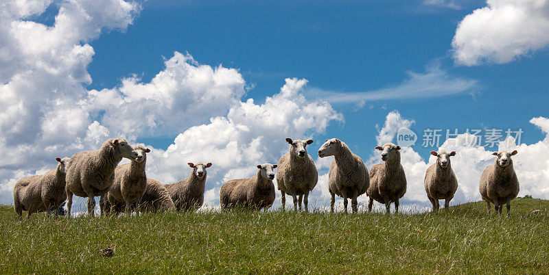 新西兰的羊群