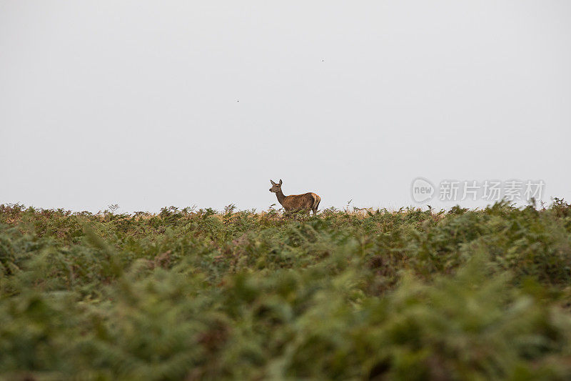 鹿晶石会话